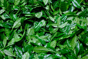 Green Tea Extract